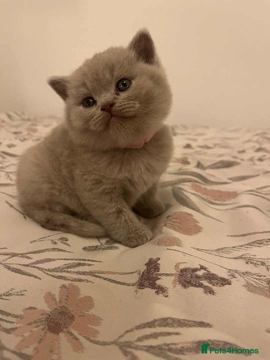 British Shorthair cats for sale: Beautiful Lilac British Shorthair Boy - Advert 5