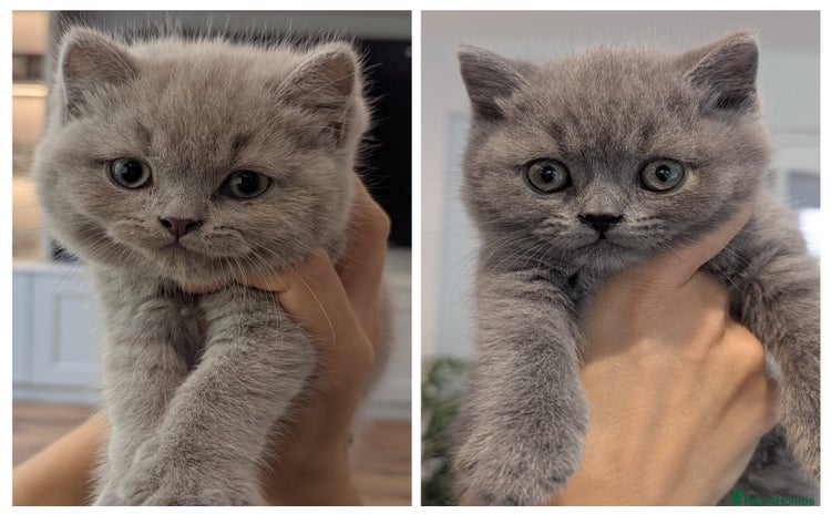 British Shorthair cats - Advert 13
