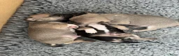 Chihuahua dogs for sale: Gorgeous Rare Pure Breed Chihuahua Puppies - Advert 21