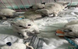 Ragdoll cats for sale: Beautiful ragdoll kittens  - Image 6