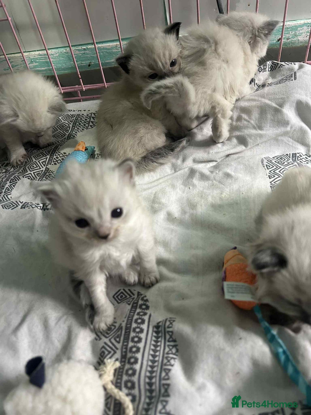 Ragdoll cats for sale: Beautiful ragdoll kittens  - Image 6