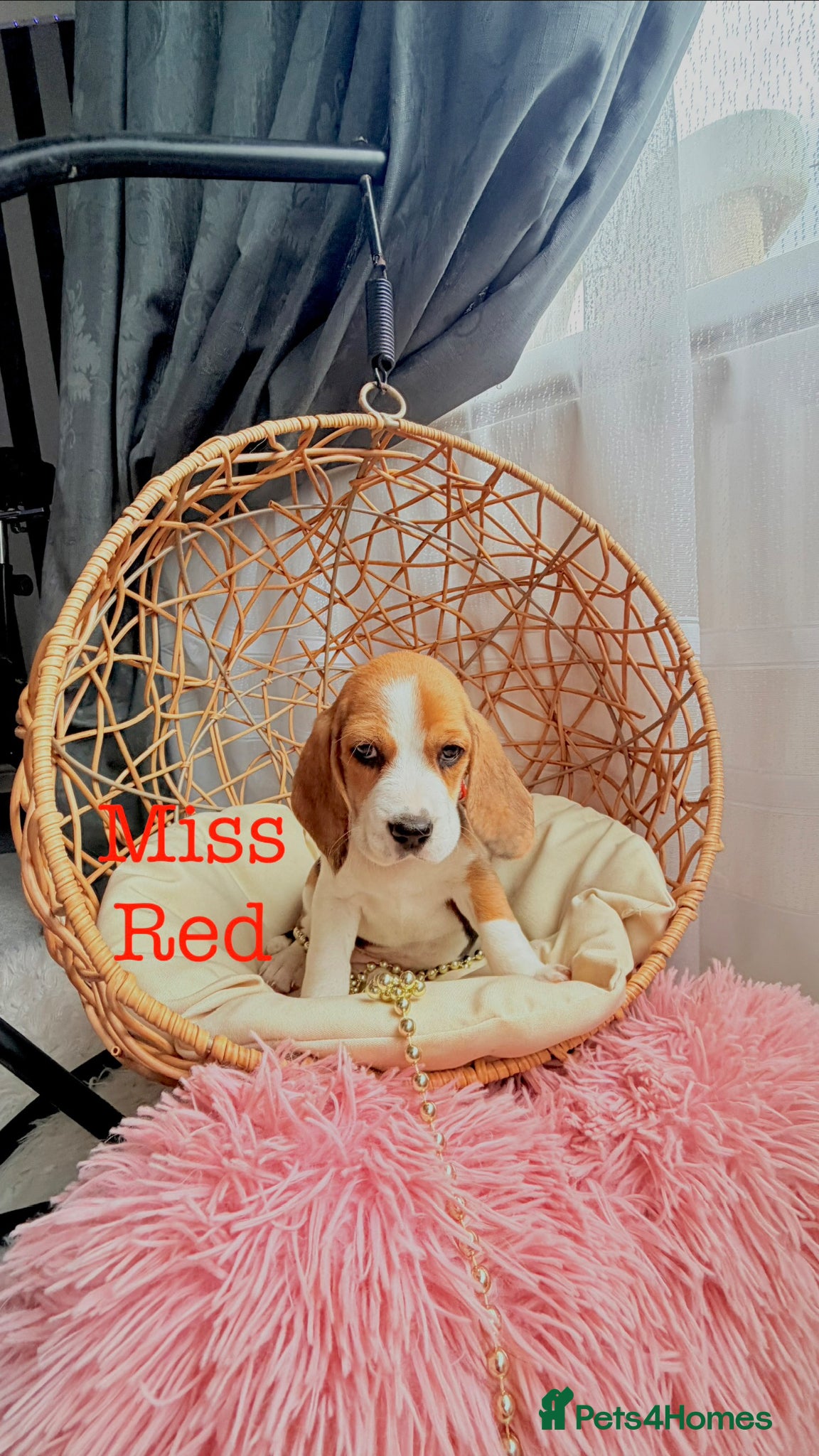 Beagle dogs for sale: 💞BEAUTIFUL BEAGLE PUPPIES 💞 - Advert 4