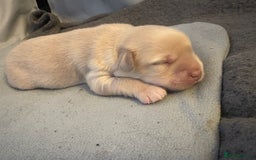 Mixed Breed dogs for sale: Cocker Spaniel X Pomeranian - Advert 11