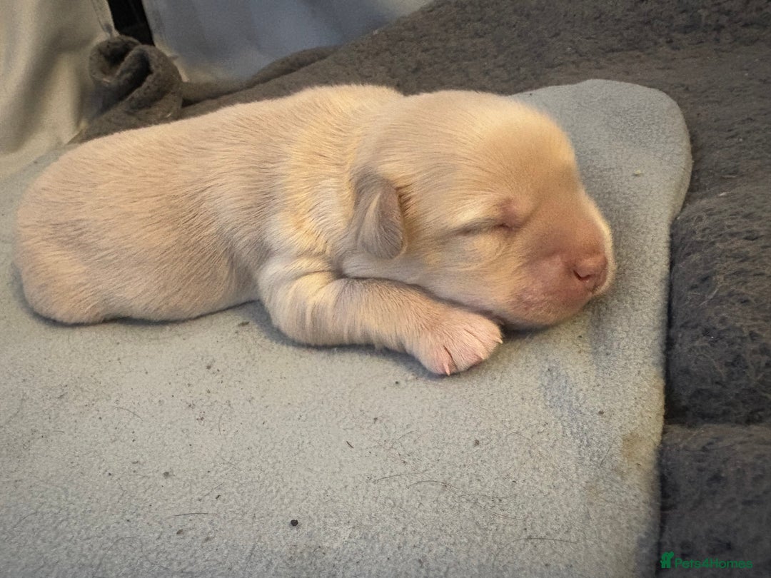 Mixed Breed dogs for sale: Cocker Spaniel X Pomeranian - Advert 11