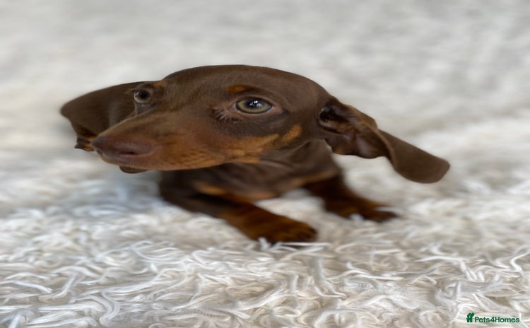 Miniature Dachshund dogs - Advert 1