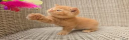 British Shorthair cats for sale: Stunning British Shorthair Kittens  - Advert 7