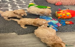 Maltipoo dogs for sale: Beautiful Apricot Maltipoo puppies. - Image 38
