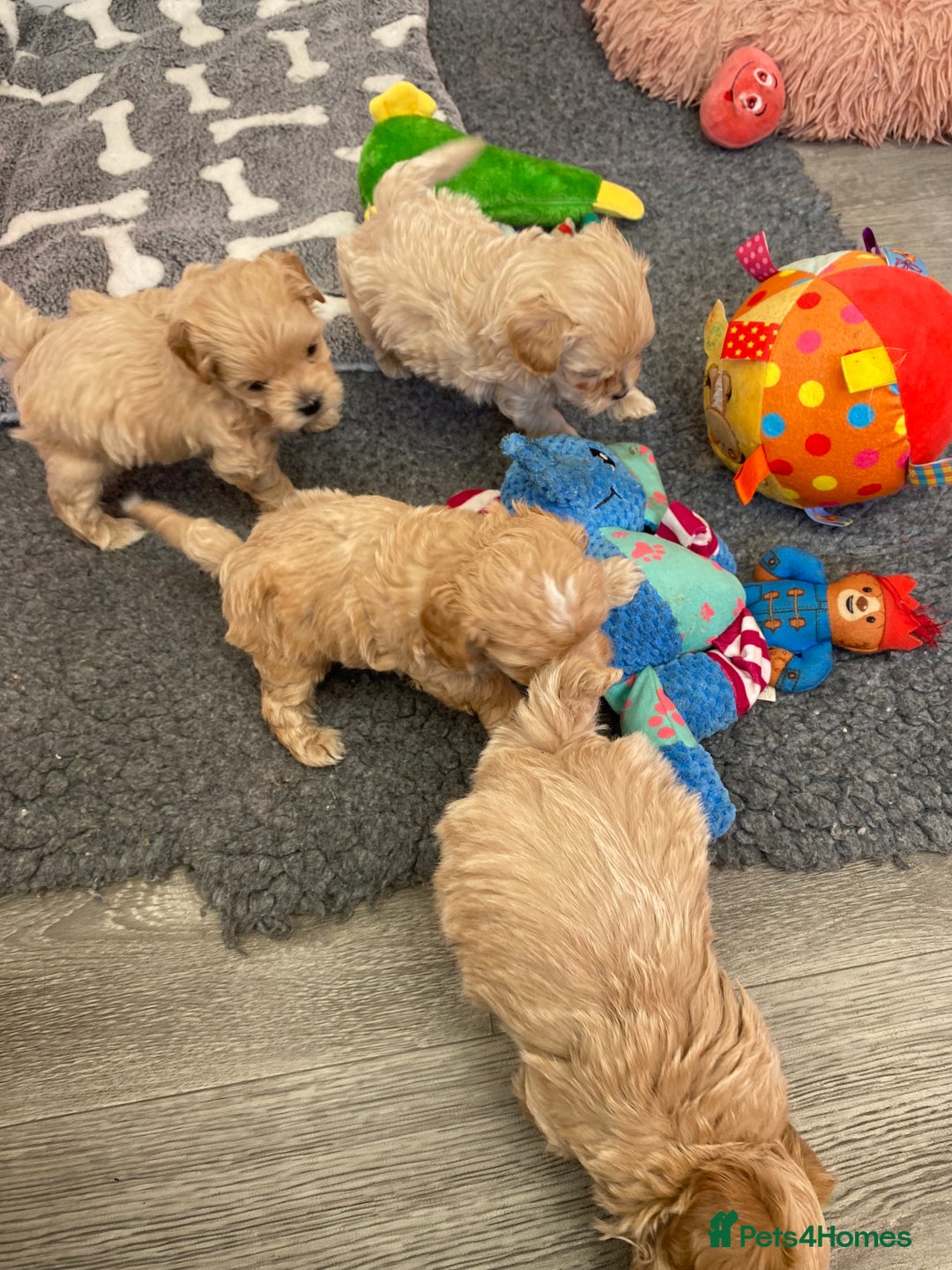Maltipoo dogs for sale: Beautiful Apricot Maltipoo puppies. - Image 38