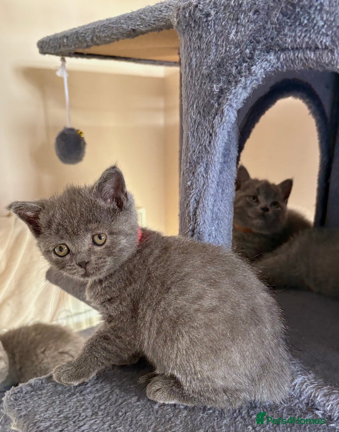 British Shorthair cats for sale: British short hair for sale - Advert 4