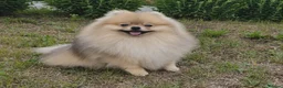 Pomeranian dogs for sale: Beautiful girl in London - Advert 7