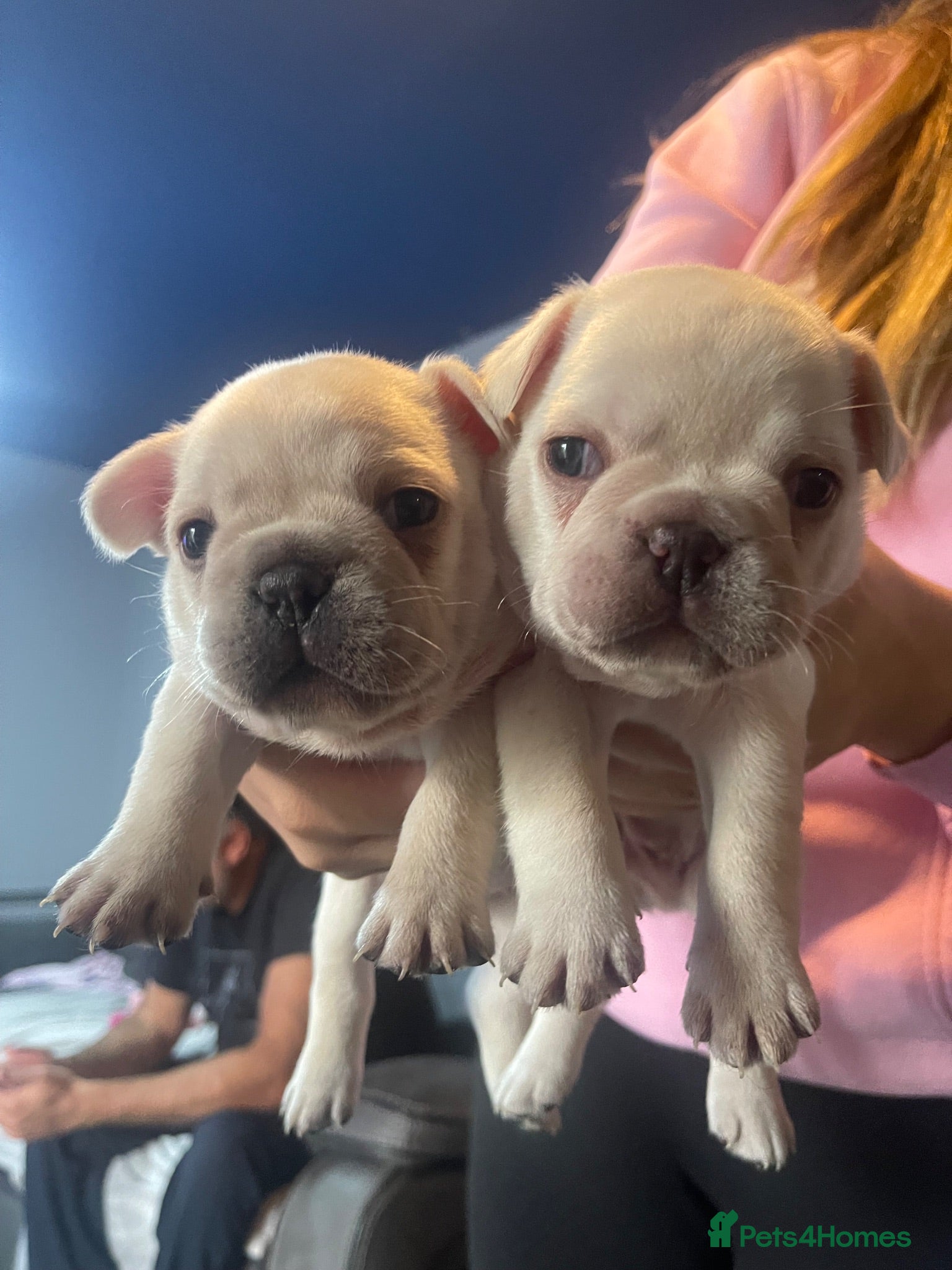 French Bulldog dogs KC REG AND FULL PEDIGREE FRENCH BULLDOGS - Advert 2