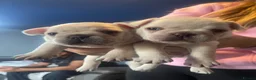 French Bulldog dogs for sale: KC REG AND FULL PEDIGREE FRENCH BULLDOGS - Advert 3