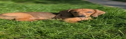 Dachshund dogs for sale: Champion Bloodline Standard Dachshund - Advert 17