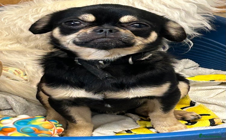 Chug dogs - Advert 1