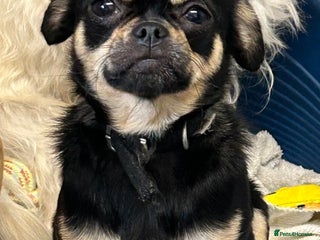 Chug dogs for sale - Advert 1