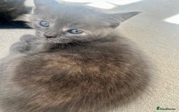 Ragdoll cats for sale: Pretty and affectionate grey ragdoll x tuxedo girl - Image 11