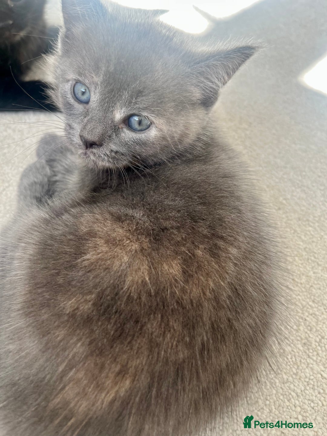 Ragdoll cats for sale: Pretty and affectionate grey ragdoll x tuxedo girl - Image 11