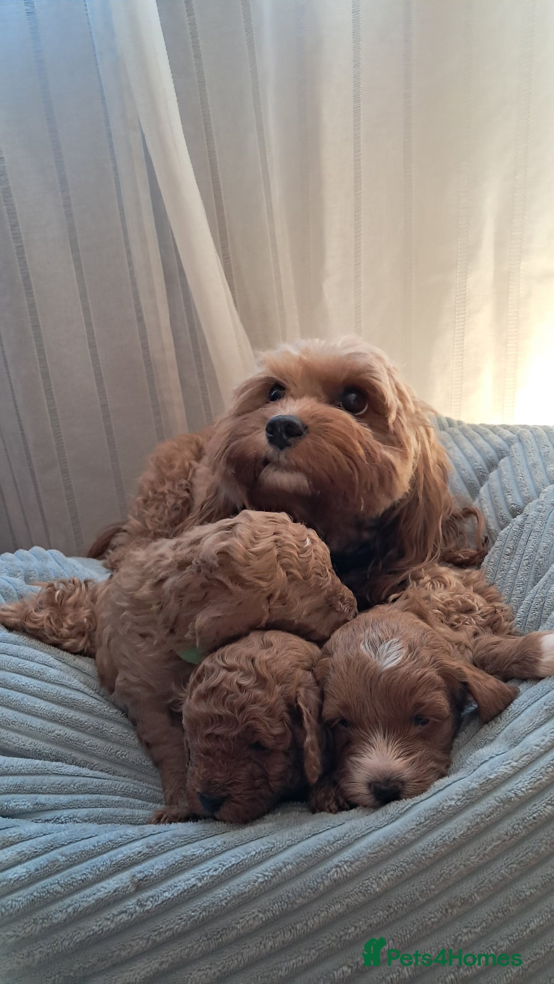 Cavapoo dogs for sale: Adorable Cavapoo Puppies -Ready 23rd -December! - Advert 19