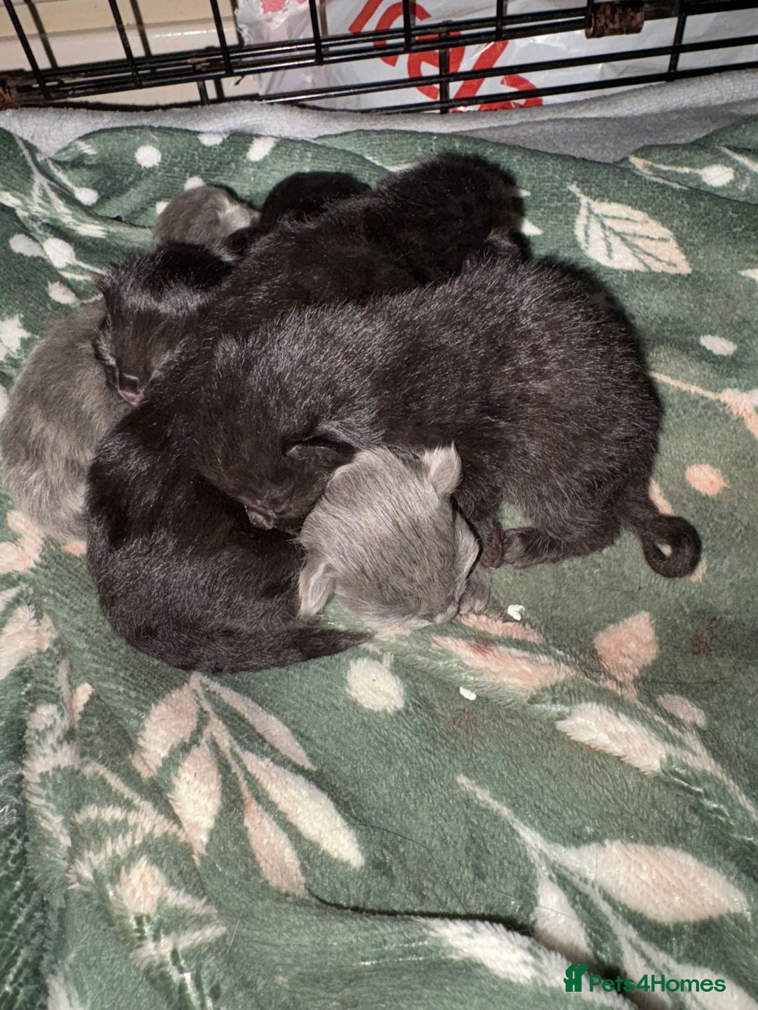 British Shorthair cats for sale: 1 Gorgeous Black kitten Remaining - Image 10