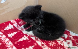 Mixed Breed cats for sale: 3 Beautiful Black and White Tuxedo Kittens  - Image 31