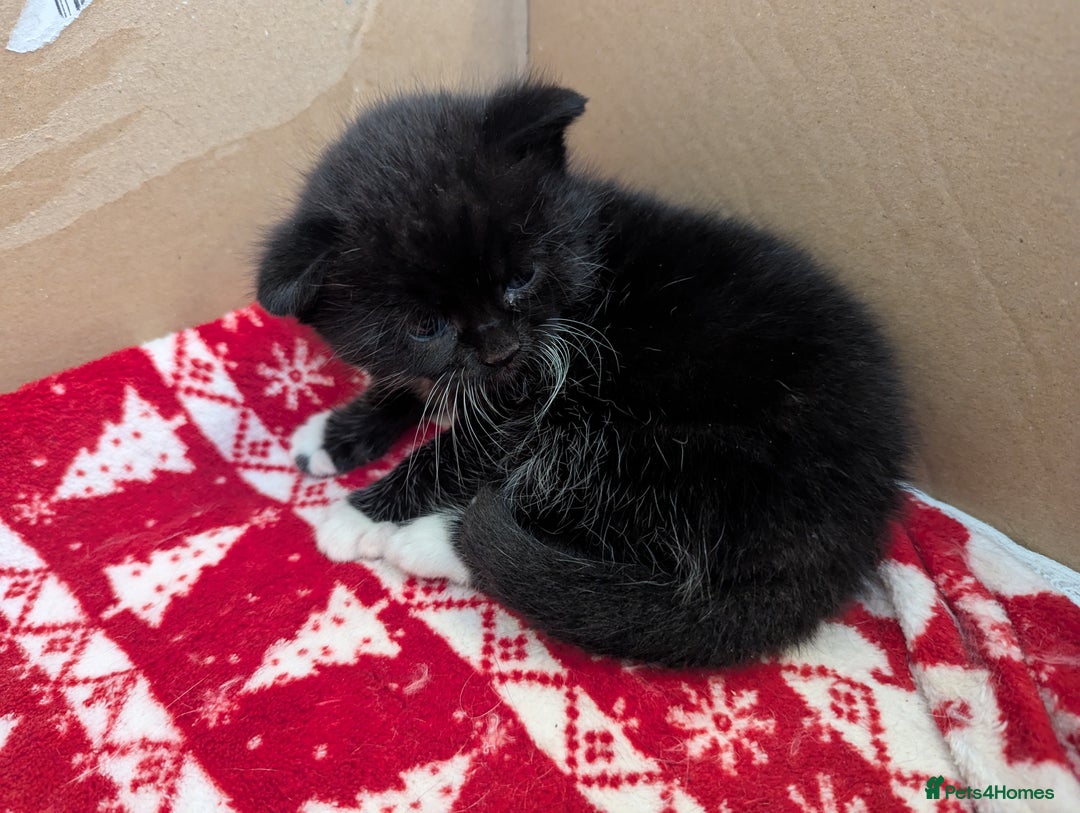 Mixed Breed cats for sale: 3 Beautiful Black and White Tuxedo Kittens  - Image 31