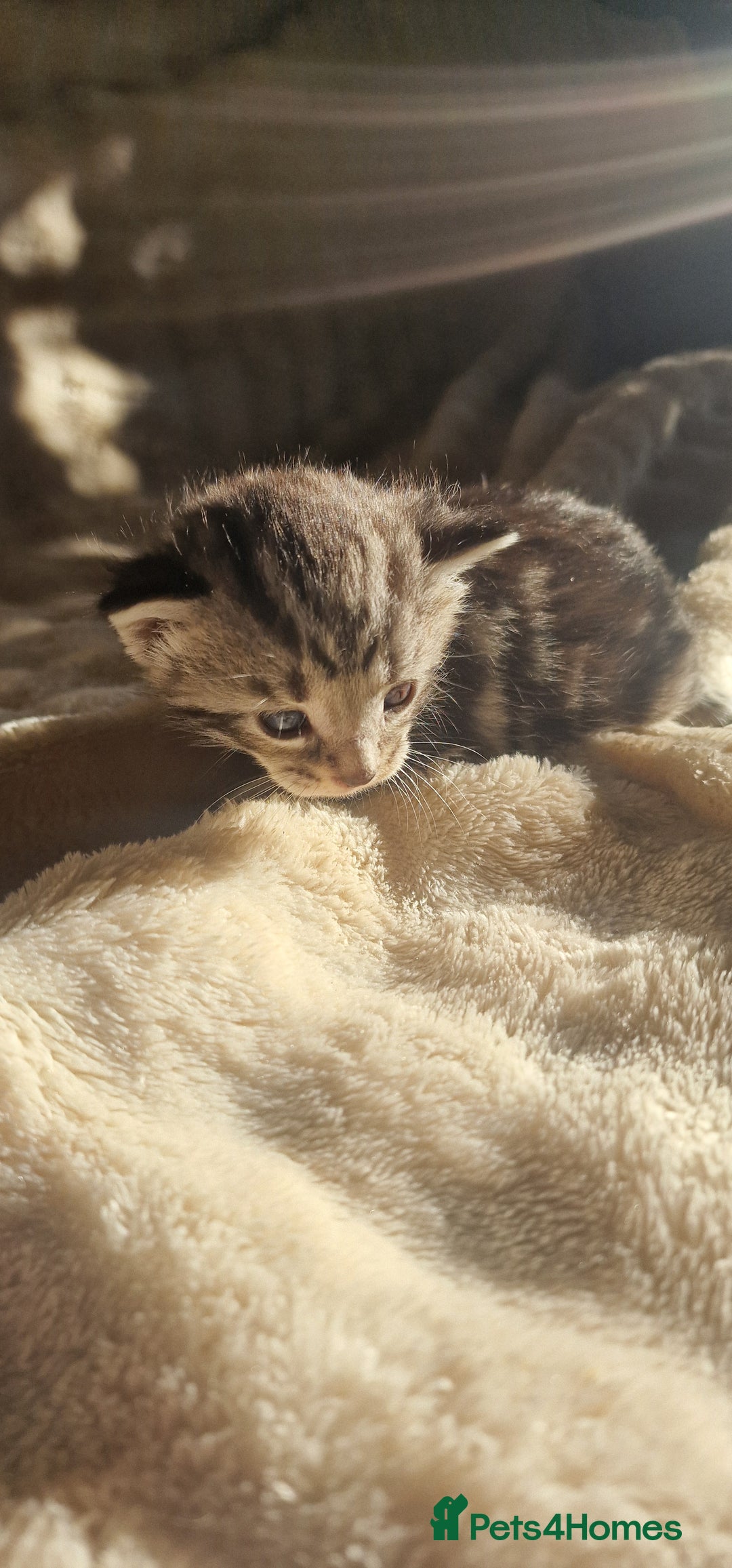 Maine Coon cats for sale: Maine Coon Kittens  - Advert 9