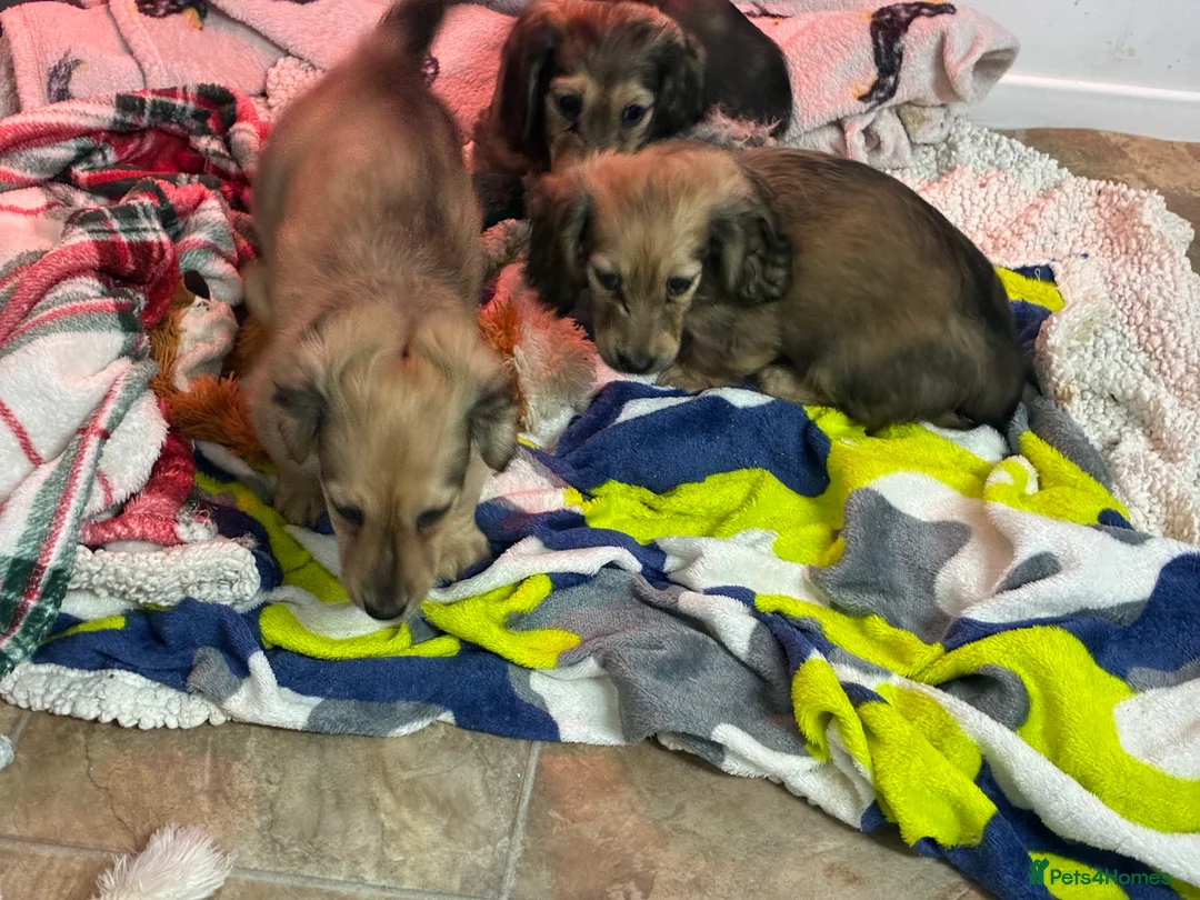Miniature Dachshund dogs for sale: CREAM LONGHAIRED MIN DACHSHUNDS  - Advert 12