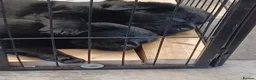 Sheprador dogs for sale: German shepherd cross lab puppies  - Advert 2