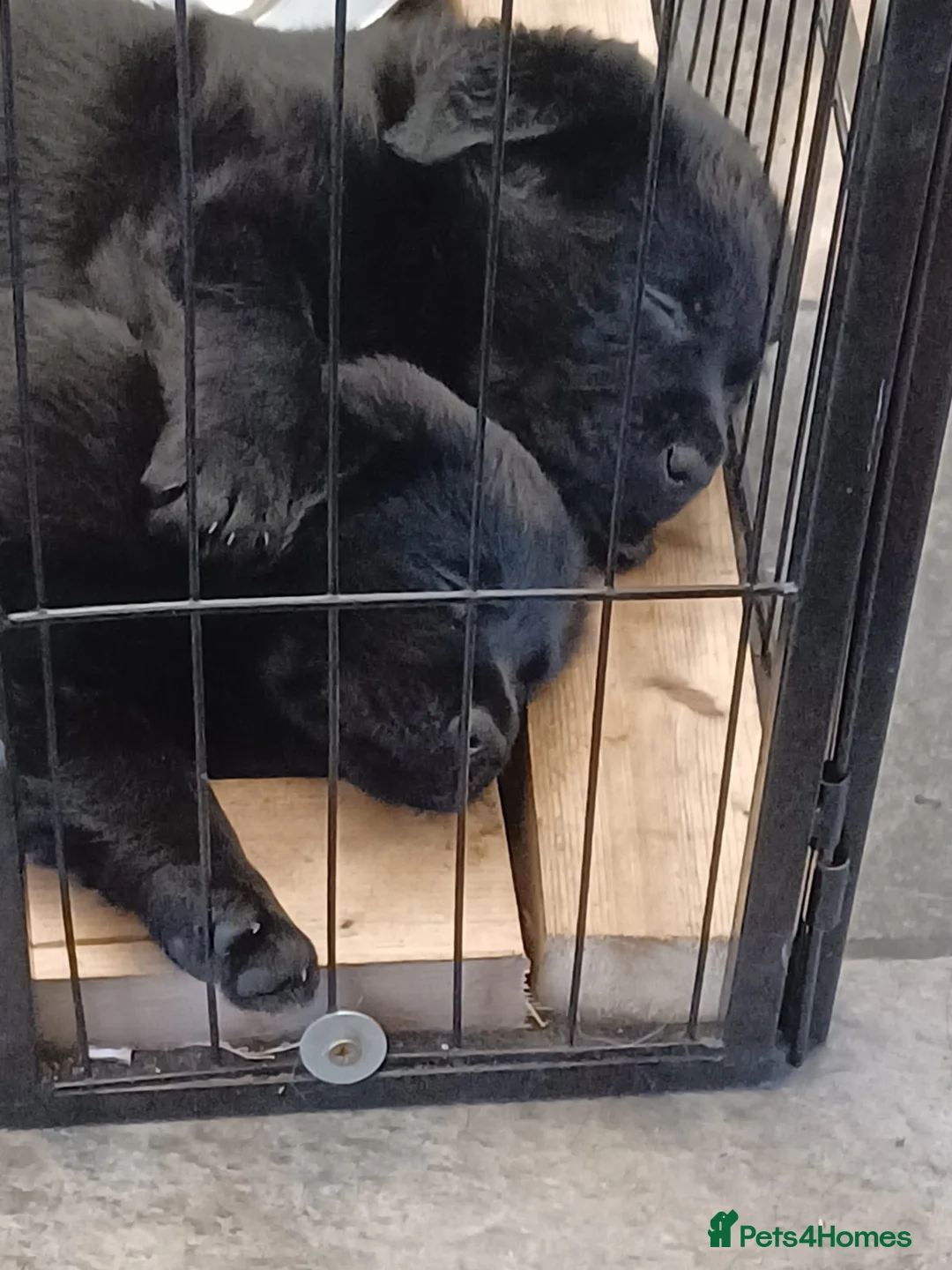 Sheprador dogs for sale: German shepherd cross lab puppies  - Advert 2