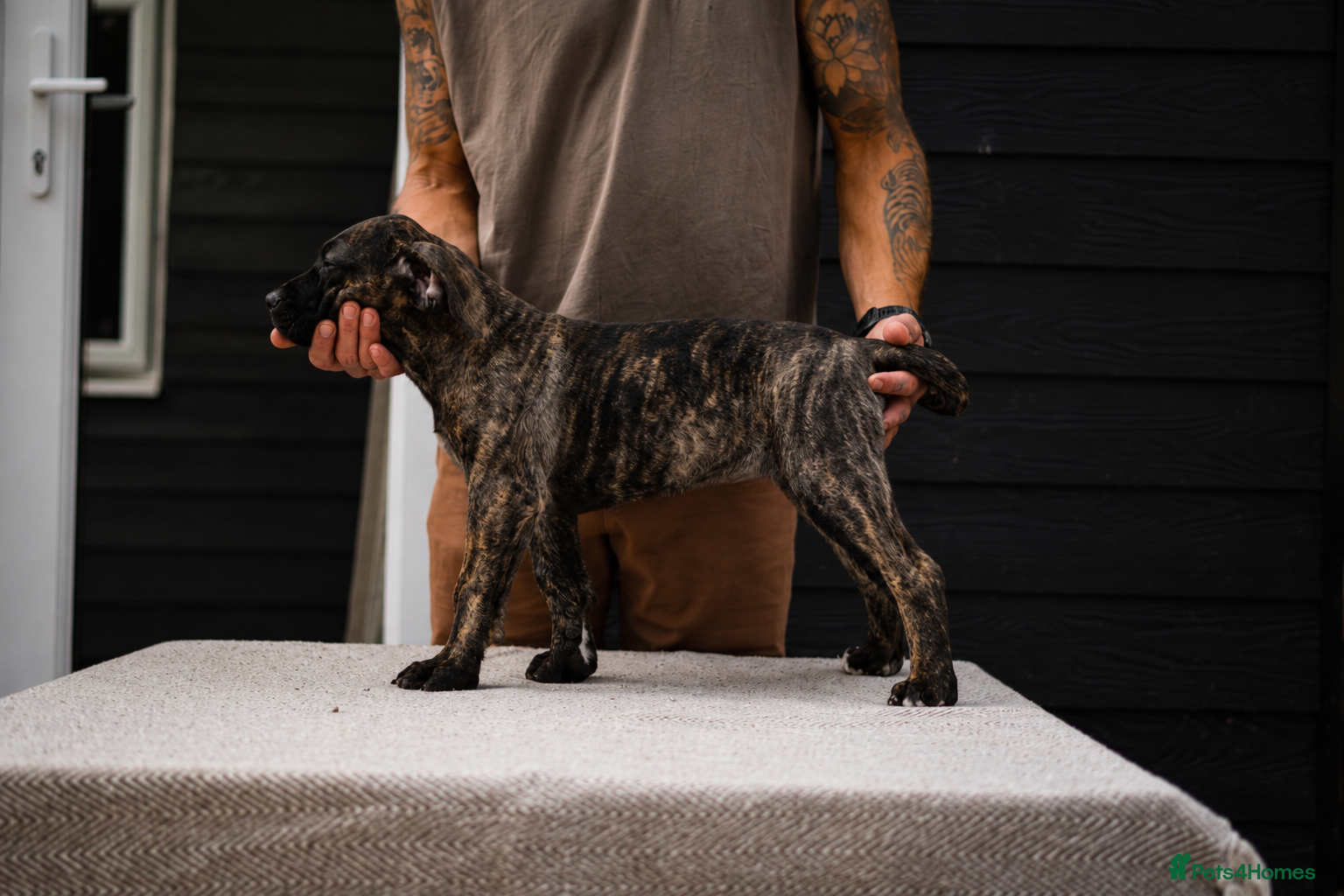 Presa Canario dogs for sale: Presa Canario puppies champion bloodlines - Advert 4
