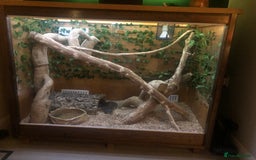 Python Snake reptiles for sale: Carpet python  - Advert 8