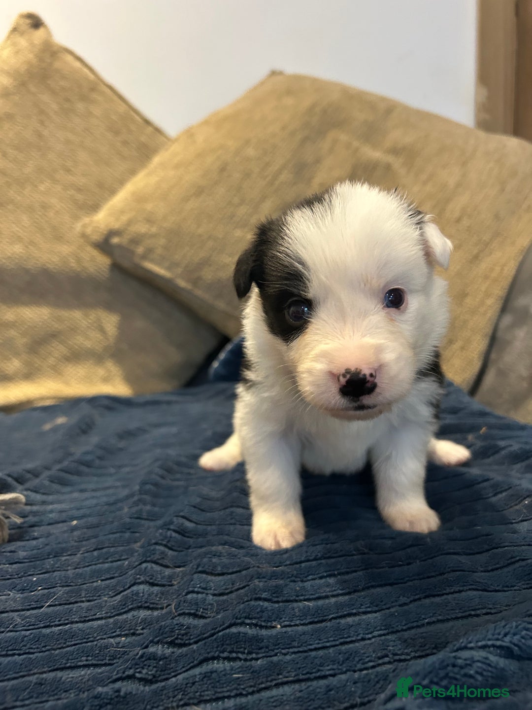 Border Collie dogs for sale: Border collie puppies for sale!!!❤️ - Image 11