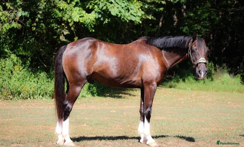 Welsh Section A horses Brook's - Brown Gelding Welsh Quarter Pony - Advert 3