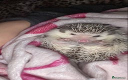 Pygmy Hedgehog rodents for sale: Female African Pygmy Hedgehog - Image 2