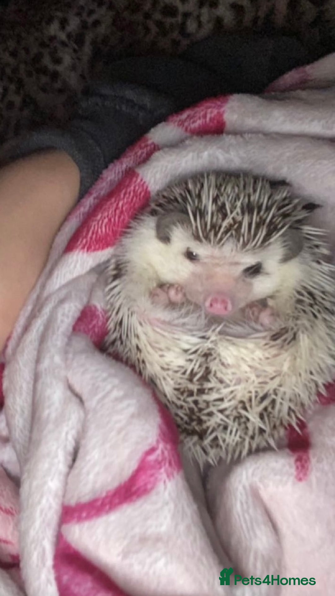 Pygmy Hedgehog rodents for sale: Female African Pygmy Hedgehog - Image 2