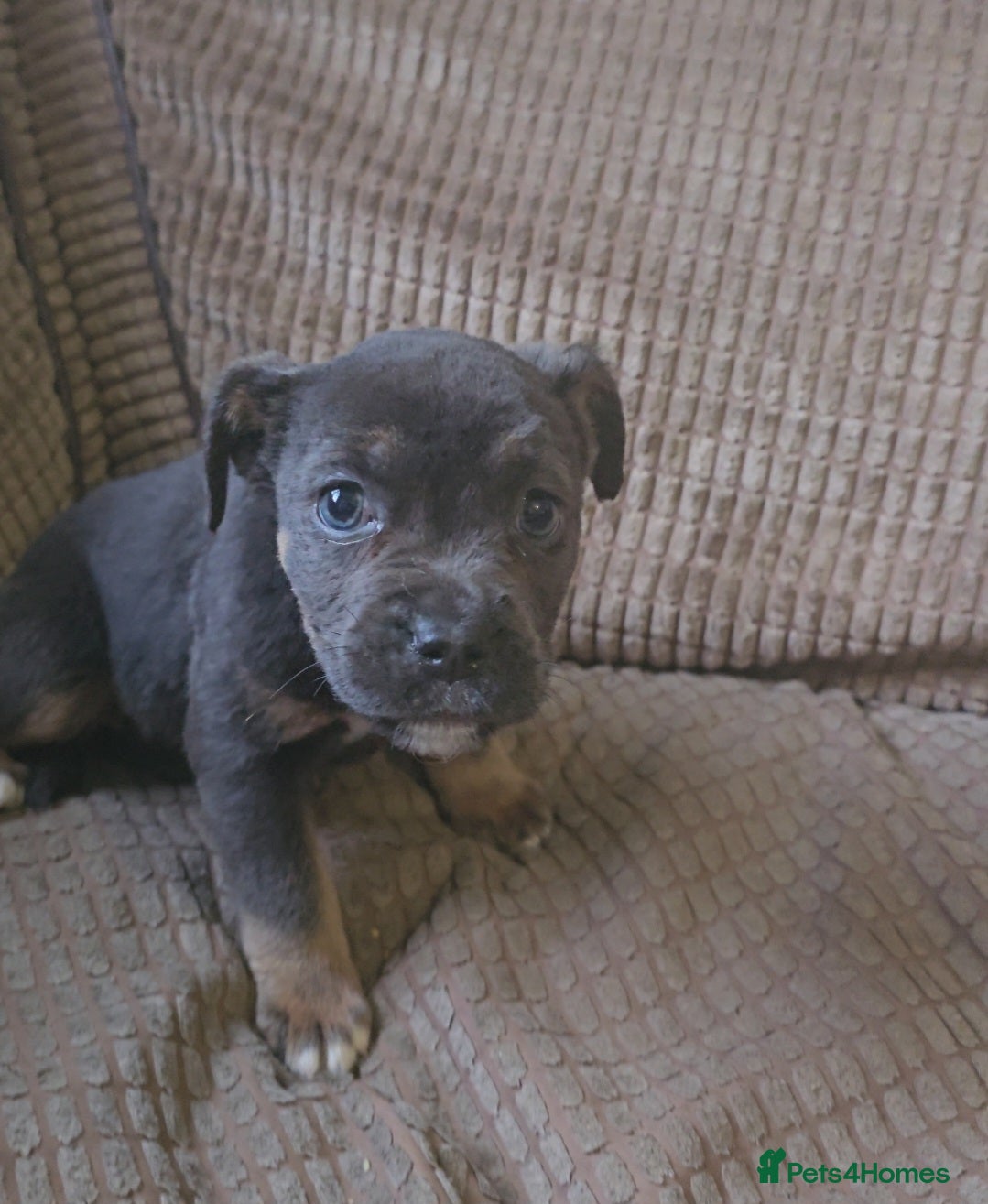 Mixed Breed dogs Staffy x old english bulldog  - Advert 12