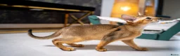 Abyssinian cats for sale: Caspian Boy - elegant, unique champion line🥇 - Advert 14