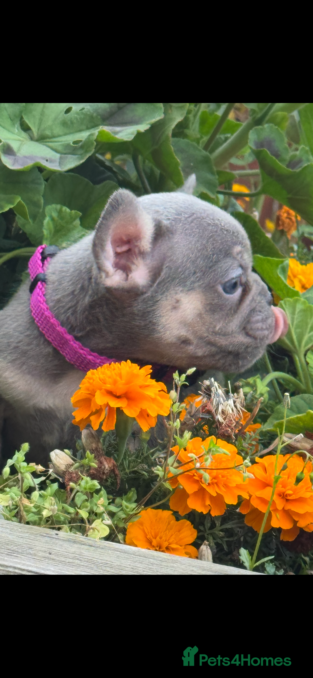 French Bulldog dogs for sale: Beautiful fluffy/ fluffy carrier Frenchie pups  - Image 10