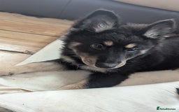 Mixed Breed dogs for sale: 2 German Shepherd x Belgian shepherd puppies in St. Neots - Image 1