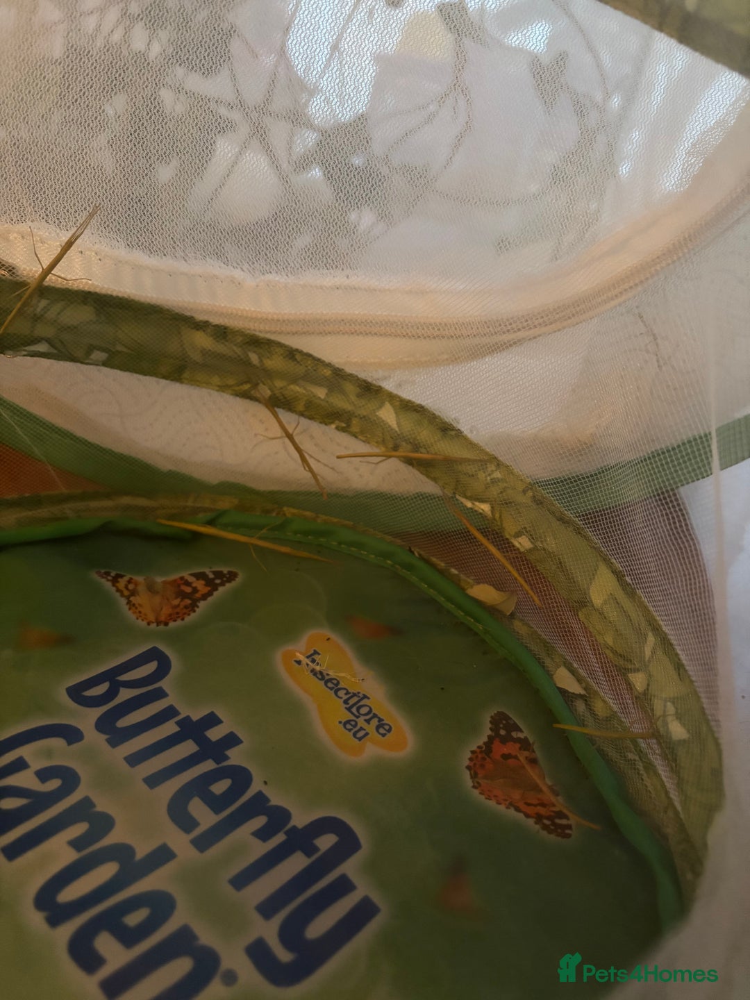 Stick Insects invertebrates for sale: Indian stick insects  - Advert 2