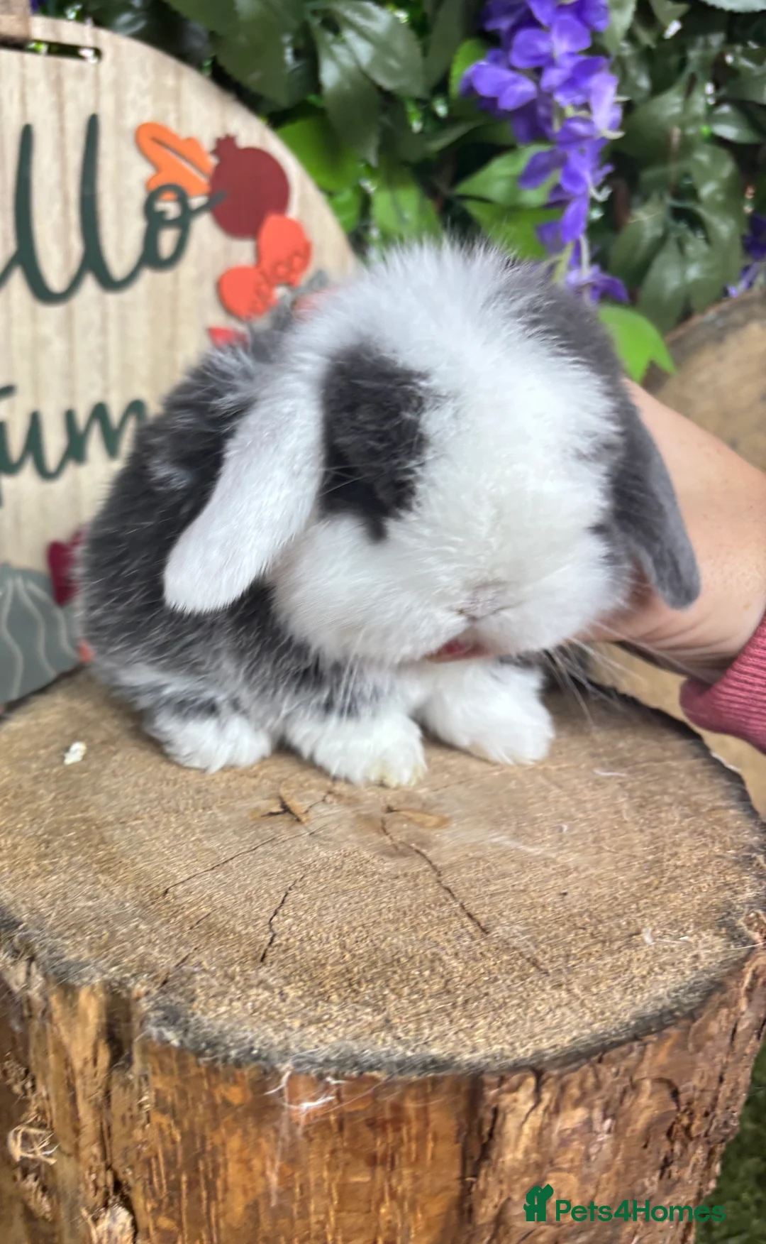 Mini Lop rabbits for sale: 🧡PEDIGREE MINILOPS🧡 - Advert 30