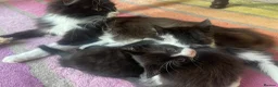 Mixed Breed cats for sale: Kittens available now  - Advert 3
