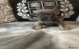 French Bulldog dogs for sale: French bulldog puppies solid blues lilac tans  - Image 8