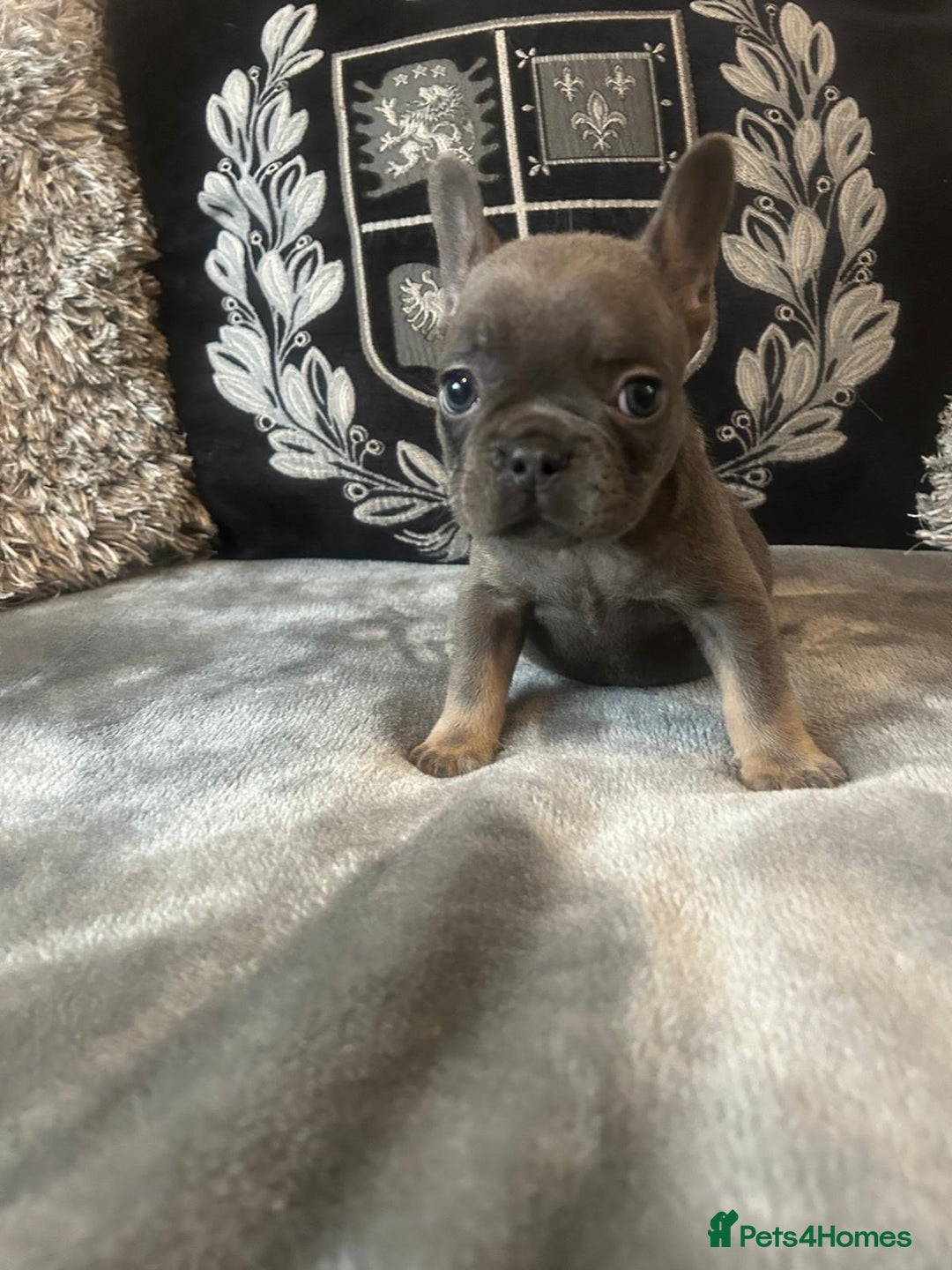 French Bulldog dogs for sale: French bulldog puppies solid blues lilac tans  - Image 8