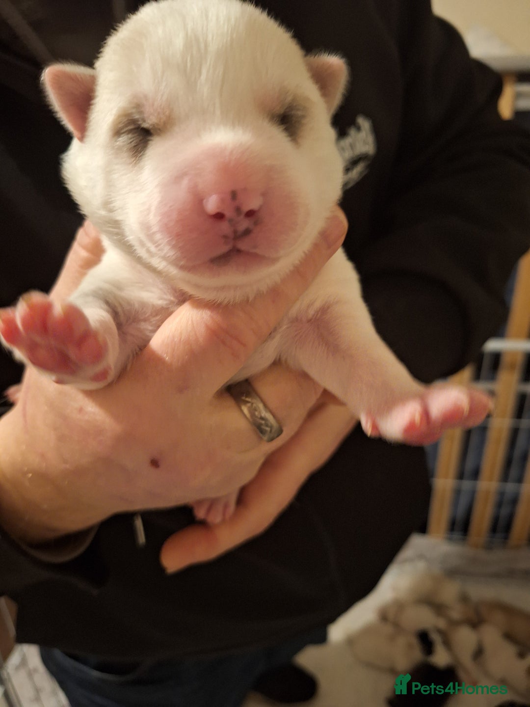 Siberian Husky dogs for sale: 7 SIBERIAN HUSKYS, 4 BOYS, 3 GIRLS - Advert 8