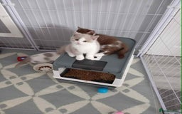 British Shorthair cats for sale: quality kittens gccf registered - Image 1