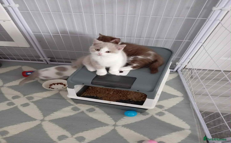 British Shorthair cats - Advert 15