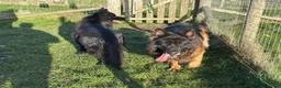 German Shepherd dogs for sale: BONDED MALE & FEMALE REHOMING  - Advert 2