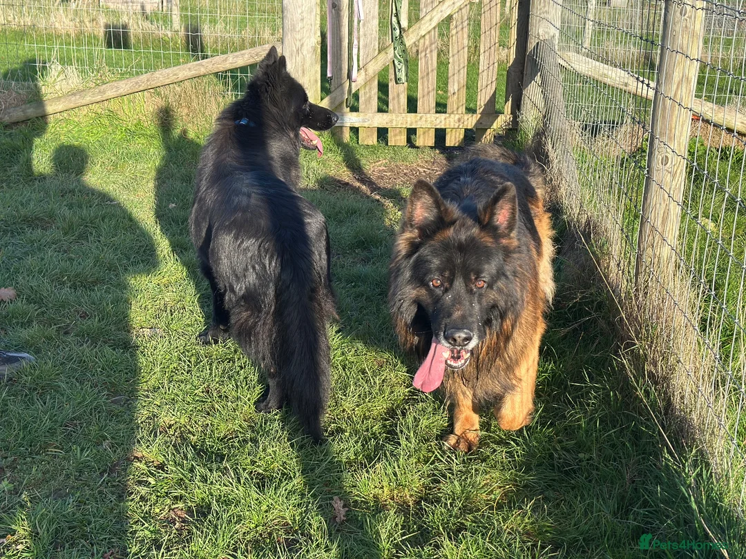 German Shepherd dogs for sale: BONDED MALE & FEMALE REHOMING  - Advert 2