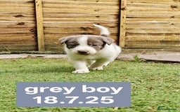 Border Collie dogs for sale: 6 Kennel Club registered Border Collie pups - Image 12